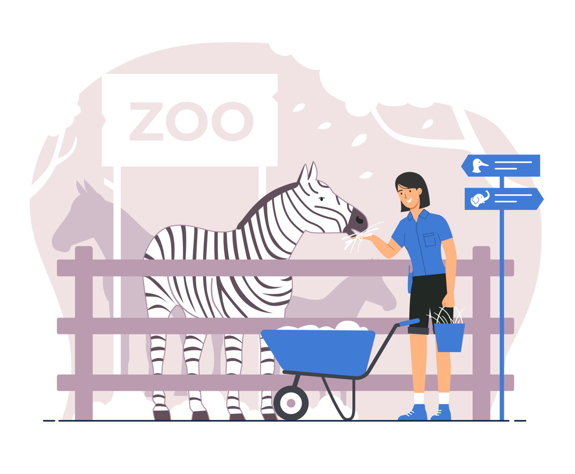 Zoo keeper holding bucket and feeding zebra